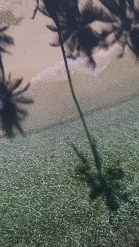 View at palms at the beach Stock Footage 258206156