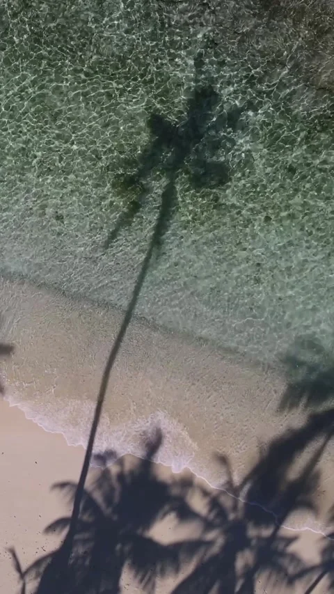 View at palms at the beach Stock Footage 258206169