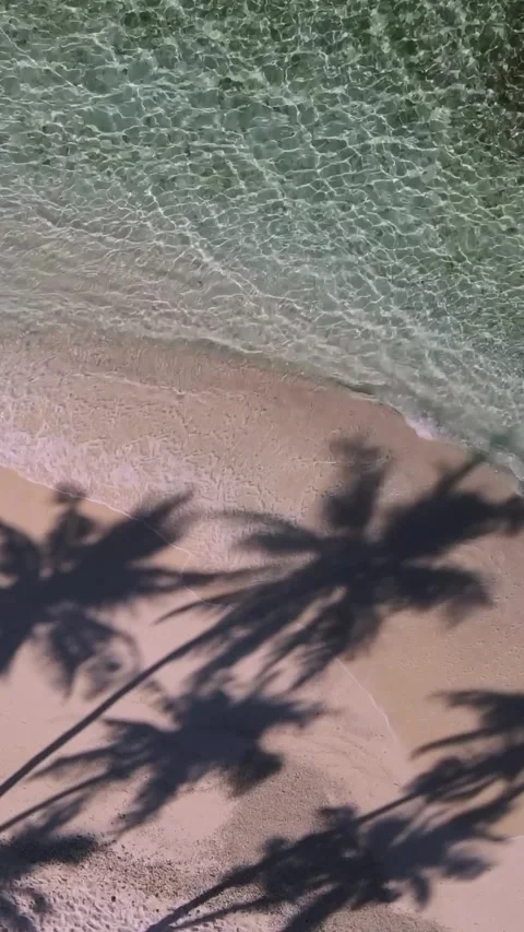 View at palms at the beach Stock Footage 258206182
