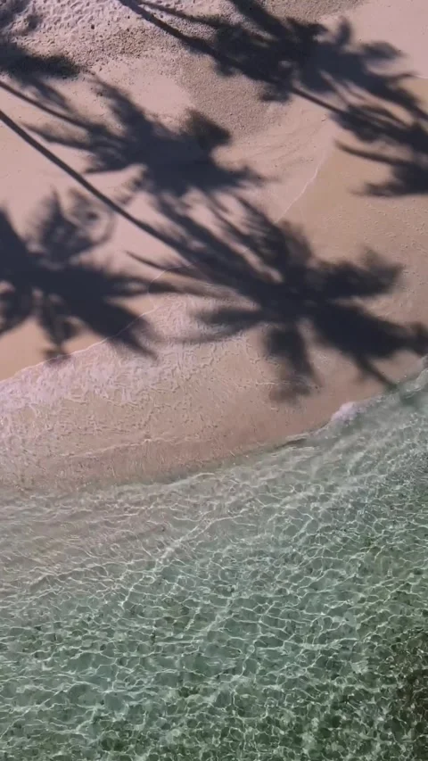 View at palms at the beach Stock Footage 258206203