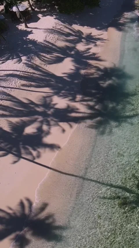 View at palms at the beach Stock Footage 258206217