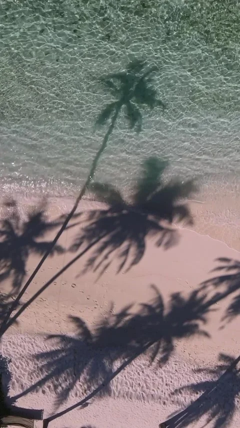 View at palms at the beach 스톡 동영상 258206236