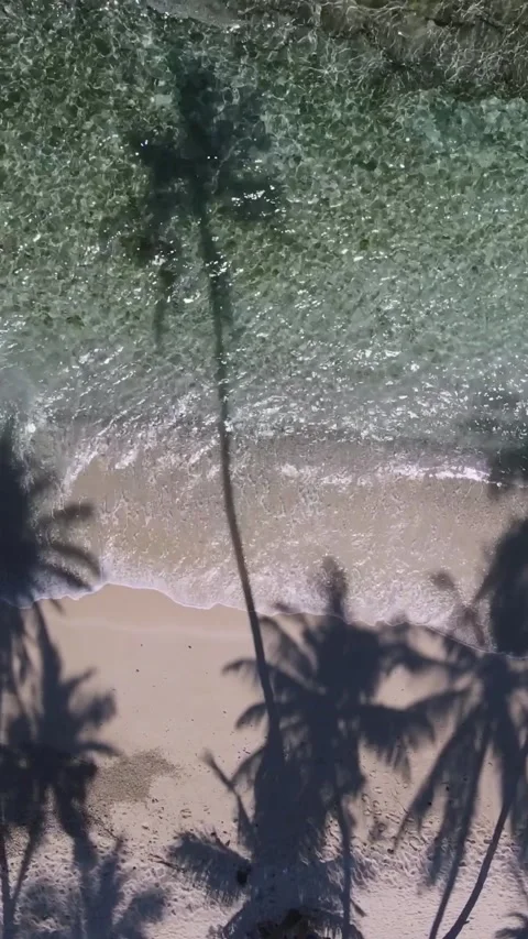 View at palms at the beach 스톡 동영상 258206275