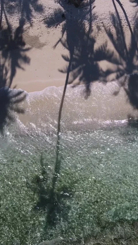 View at palms at the beach Stock Footage 258206305