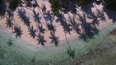View at palms at the beach Stock Footage 258208460