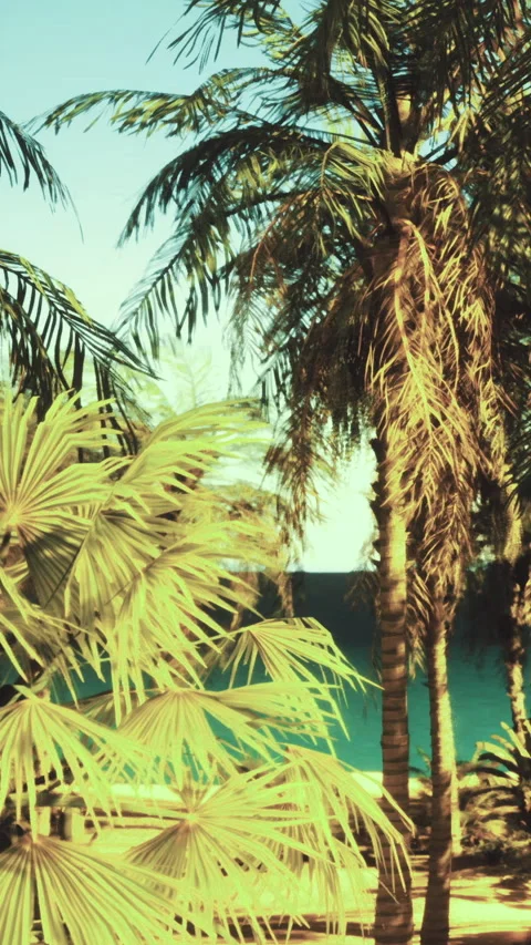 View of palms with ocean in background under clear sky during daytime Stock Footage 331688438