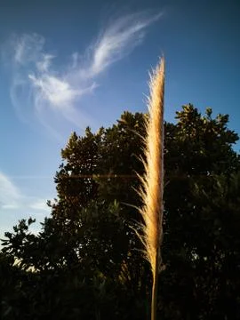 View of pampas grass feather in sunset light Stock Photos