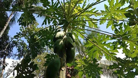 A view of papaya fruit trees Video stock 240528052