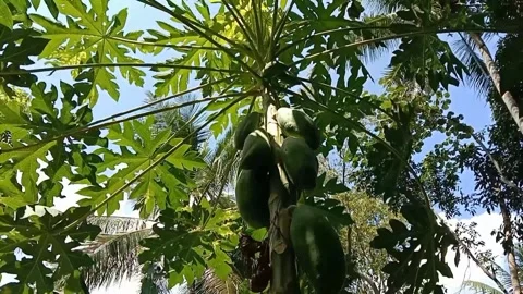 A view of papaya fruit trees Stock Footage 240528053