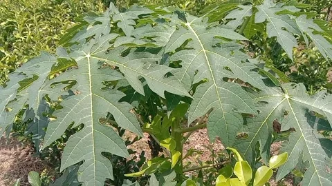 View of the papaya tree Stock Footage 236078297