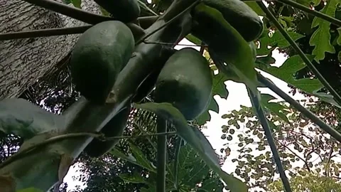 View of papaya trees Stock Footage 237413844