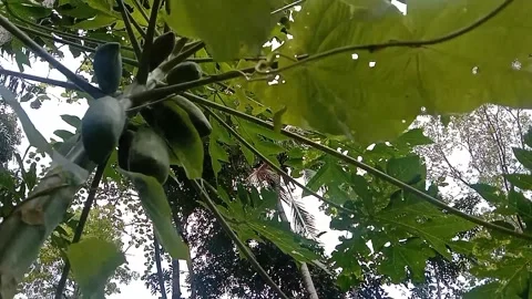 View of papaya trees Stock Footage 237413868