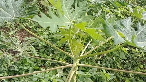 View of papaya trees Stock Footage 237672524