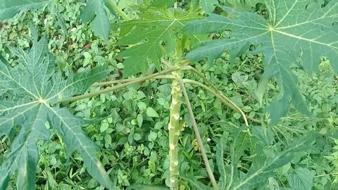 View of papaya trees Stock Footage 237673323