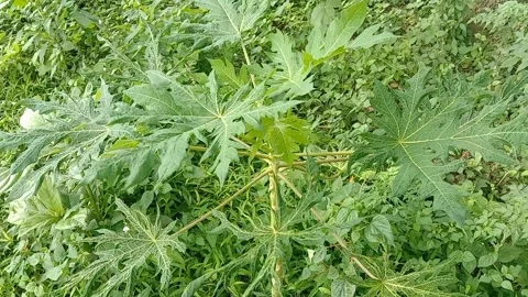 View of papaya trees Video stock 237673346