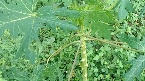 View of papaya trees Video stock 237673353
