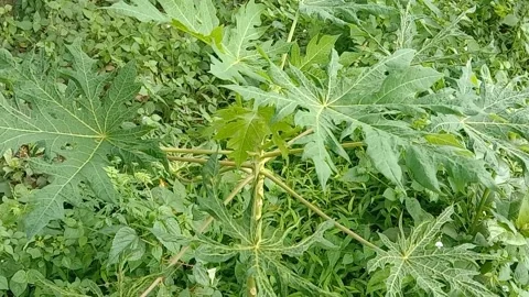 View of papaya trees Stock Footage 237673464