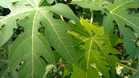 View of papaya trees Stock Footage 237978930