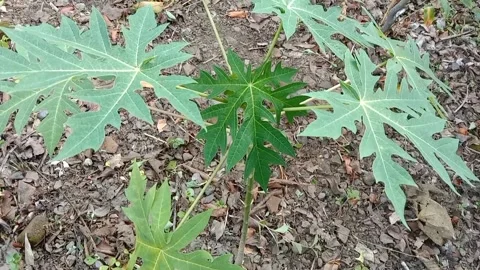 View of papaya trees Stock Footage 240014648