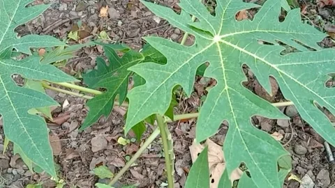 View of papaya trees Stock Footage 240014651