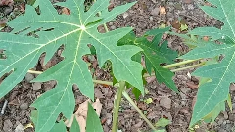 View of papaya trees Stock Footage 240014755