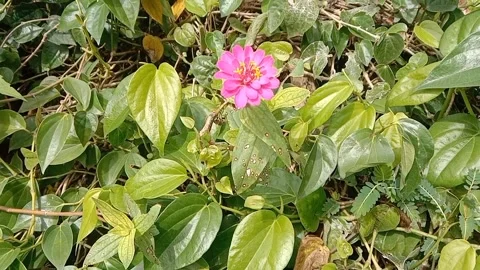 View of paper flowers Stock Footage 237760444