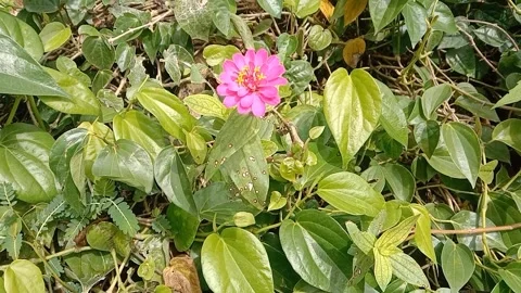 View of paper flowers Stock Footage 237760525