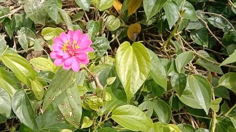 View of paper flowers Stock Footage 237760707