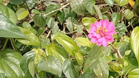 View of paper flowers Stock Footage 237760712