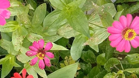 View of paper flowers Stock Footage 237760838