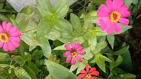 View of paper flowers Stock Footage 237760983