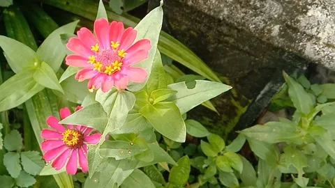 View of paper flowers Video stock 237761081