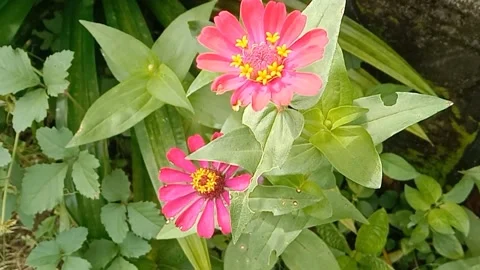 View of paper flowers Stock Footage 237761593
