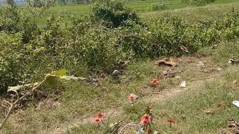 The view of paper flowers Stock Footage 239895276