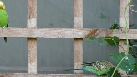 View of parakeets Stock Footage 236697502