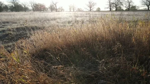 View of the park from above oak grove Stock Footage 220315342