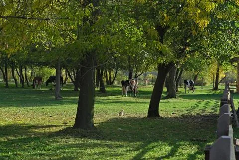 View at park and cows in it in early autumn Stock Photos