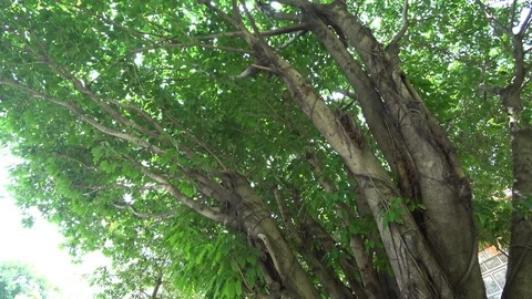 The view of park in the city. Natural scenery in Asia. Video stock 95890853