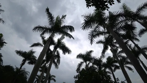 The view of park in the city. Natural scenery in Asia. Stock Footage 96709953