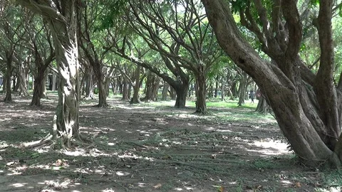 The view of park in the city. Natural scenery in Asia. Stock Footage 114054553