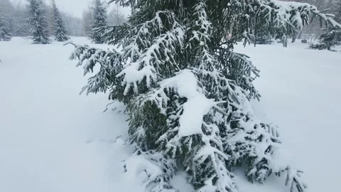 View of the park landscape trees snowfall Stock Footage 326209246