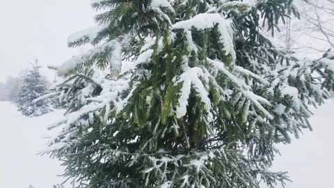 View of the park landscape trees snowfall Stock Footage 326209296