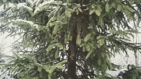 View of the park landscape trees snowfall Stock Footage 326209302