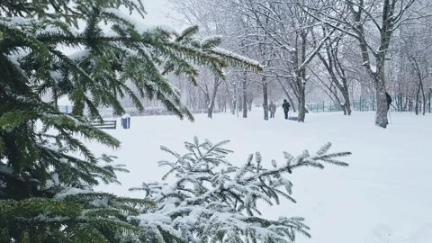 View of the park landscape trees snowfall Stock Footage 326209684