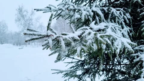 View of the park landscape trees snowfall Stock Footage 326209887