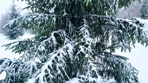 View of the park landscape trees snowfall Stock Footage 326210013