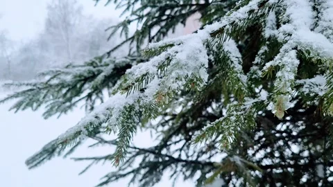 View of the park landscape trees snowfall Stock Footage 326210071