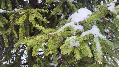 View of the park landscape trees snowfall Stock Footage 326210111