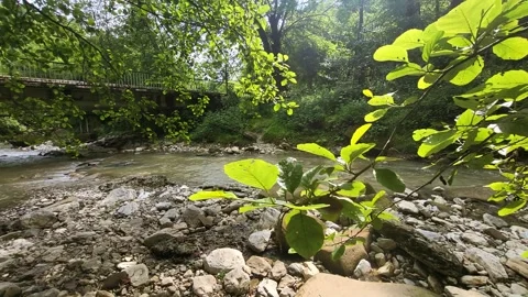 View of the park in the mountains forest landscape Stock Footage 311030196