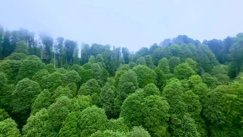 View of the park in the mountains forest landscape Stock Footage 311030545